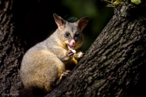 Possum Hyde Park Sydney